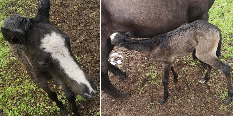 Newfoundland Pony Foal, Opal, Born on West Coast