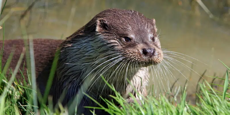DFO Attempting to Recapture Nearly 8,000 Escaped Fish After Otter Chews Through Salmon Pen