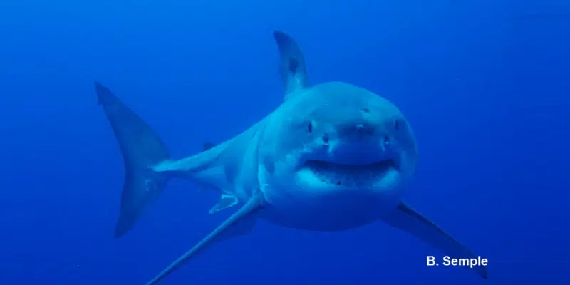 Great Whites Rare but Exciting Visitors to Newfoundland Waters: DFO