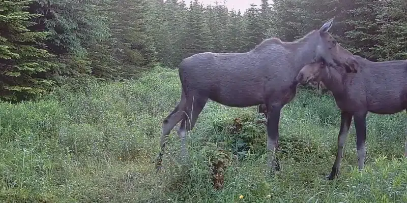 Sweet Moose Moment Caught on Video