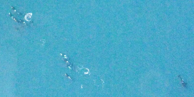 Aerial Photo Shows Pod of Killer Whales Off West Coast of Newfoundland