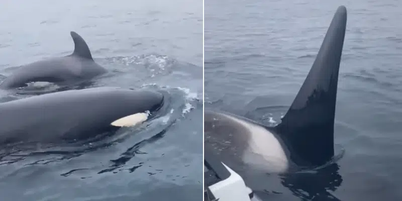 Pods of Orcas Make Appearances Near Coastal NL