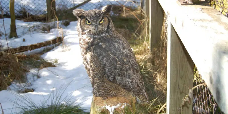 Great Horned Owl at Salmonier Nature Park Passes Away