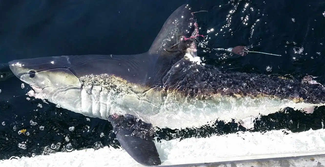 Fisherman Sent to Hospital Following Shark Bite