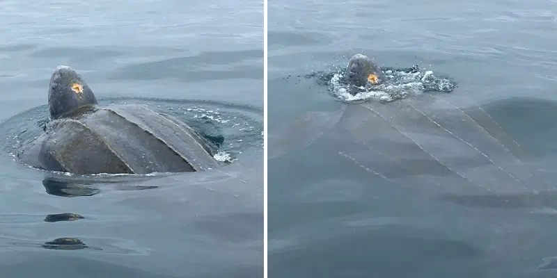 Video Captures Leatherback Turtle Off Province's Coast