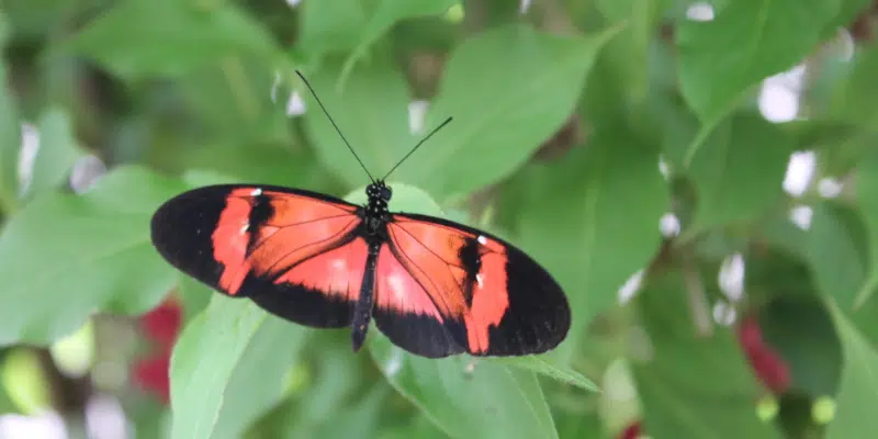 New Citizen Science Insect Monitoring and Outreach Project Launched at MUN