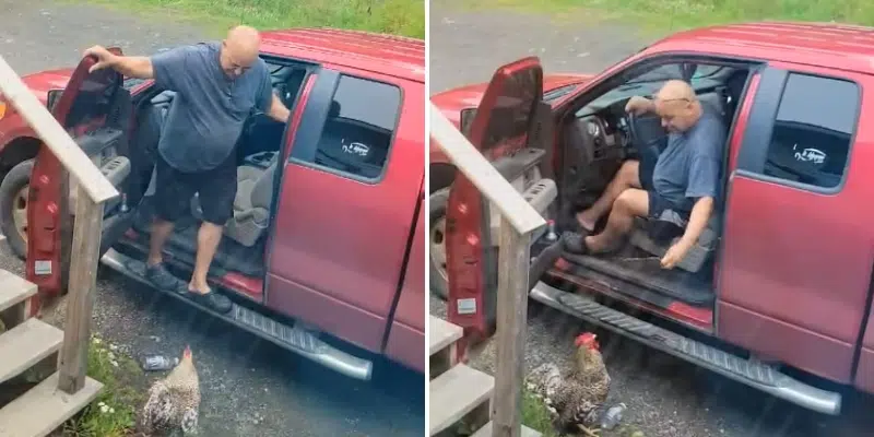 Conne River Family's Rooster Standoff Video Goes Viral