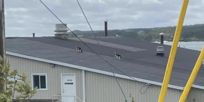 Beagles Take Centre Stage on Social Media in Wake of Hurricane Larry