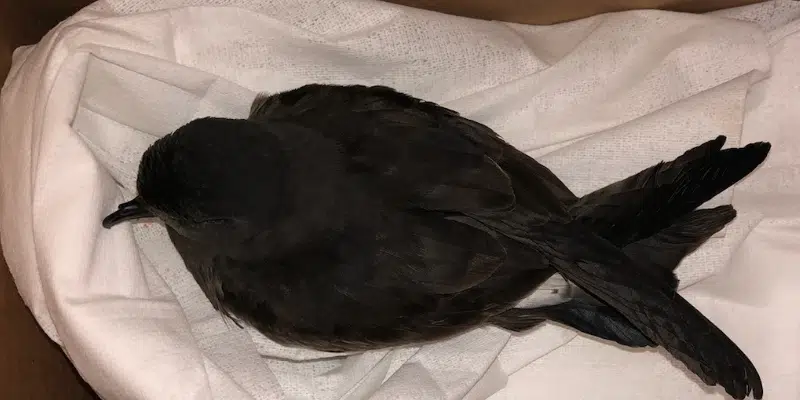Rescue Group Caring for Injured and Displaced Birds in Wake of Hurricane