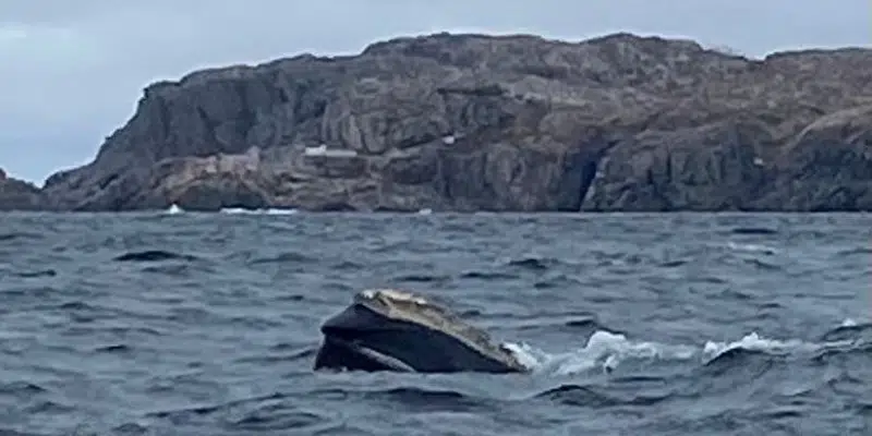 North Atlantic Right Whales Spotted Off Province's Northeast Coast