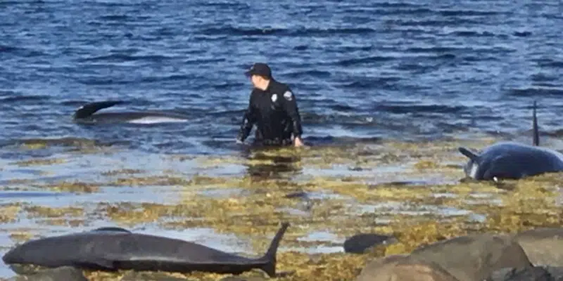 Minister Recognizes Efforts of Three Wildlife Officers in Whale Rescue
