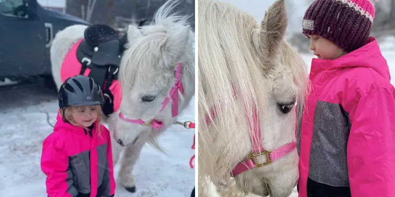 Bunyan's Cove Family Hopes to Start a Newfoundland Pony Sanctuary