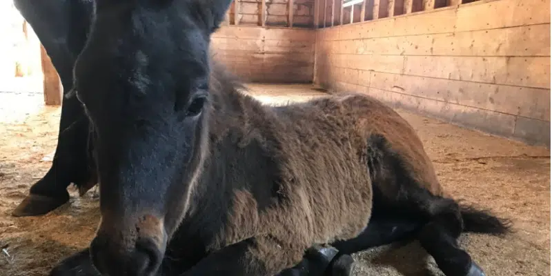 Newfoundland Pony Society Holding Annual General Meeting Sunday