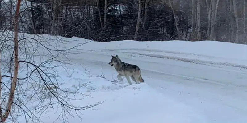 Wolf Spotted in Happy Valley-Goose Bay