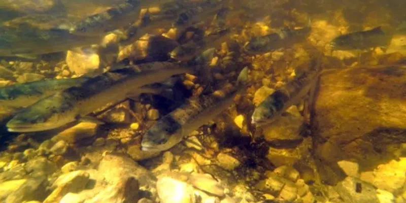 DFO Concerned for Future Stock of Atlantic Salmon