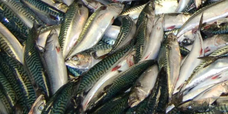 DFO Shuts Down Atlantic Mackerel Commercial, Bait Fisheries