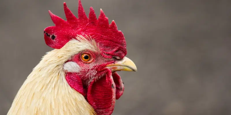 Clarenville Woman Loses Appeal to Keep Micro Roosters, Will Take Case to NL Supreme Court