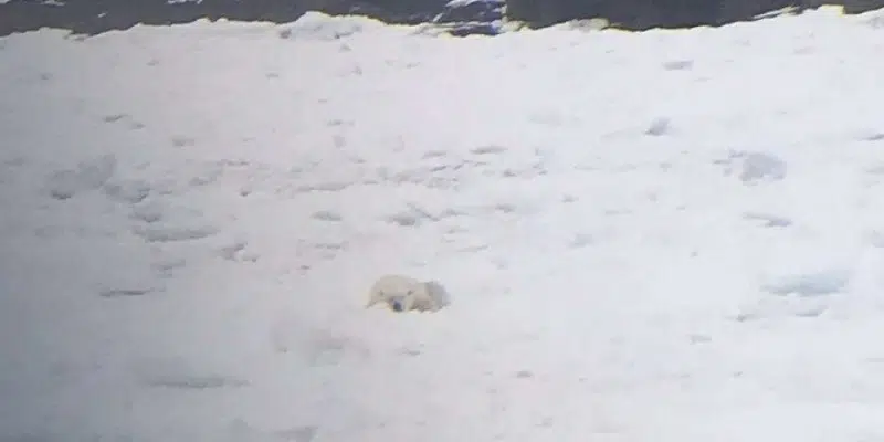 Polar Bear Sighted on Fogo Island
