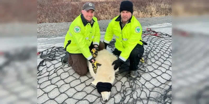Wandering Polar Bear Safely Removed from Grates Cove