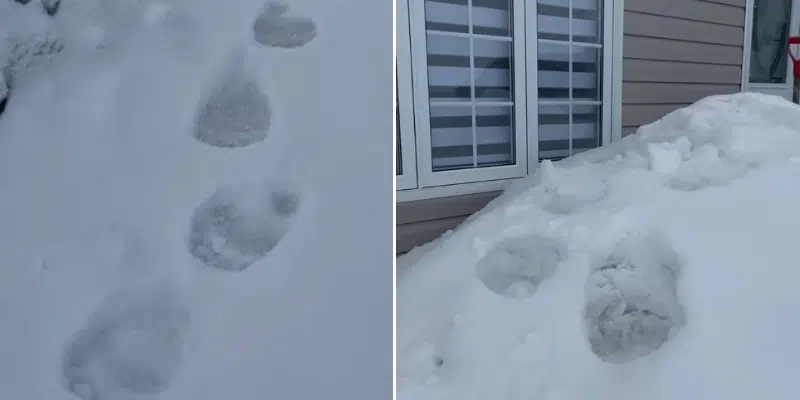 Mother and Daughter Receive Unexpected Visit from Polar Bear