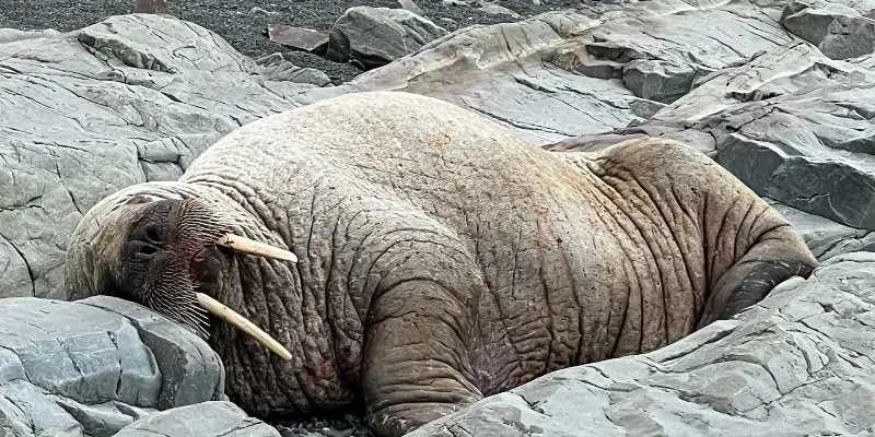 Exhibition Guide Raises Questions About Handling of Middle Cove Walrus Over Weekend