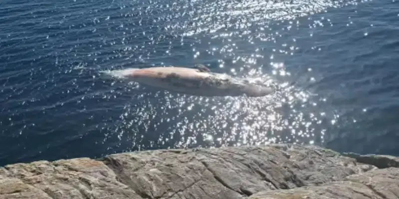 Dead Sperm Whale Spotted Near Portugal Cove