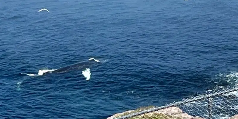 Capelin Drawing Humpback Whales Close to Shore