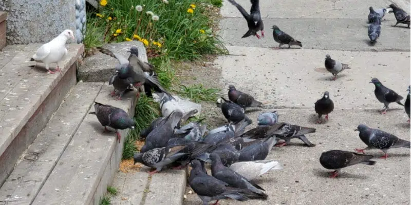 Pigeon Problems Causing Headache for Some Residents of St. John's Neighbourhood