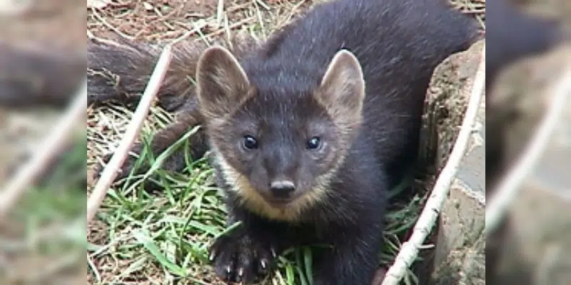 Formerly Endangered Newfoundland Pine Marten Status Downlisted to Vulnerable