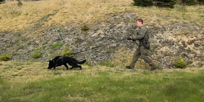 Police Dog Training Taking Place in Metro This Week