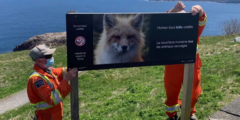 'A Fed Fox is a Dead Fox' Rescue Group Warns of Dangers of Feeding Wild Animals