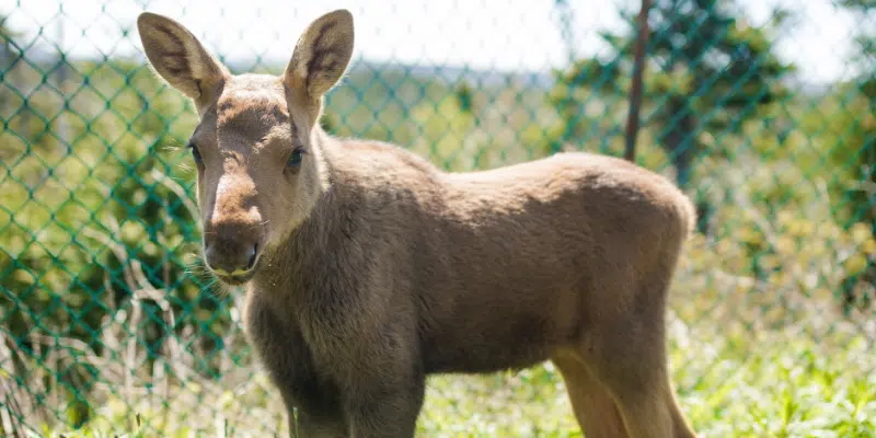 Maple the Moose Available for Public Viewing