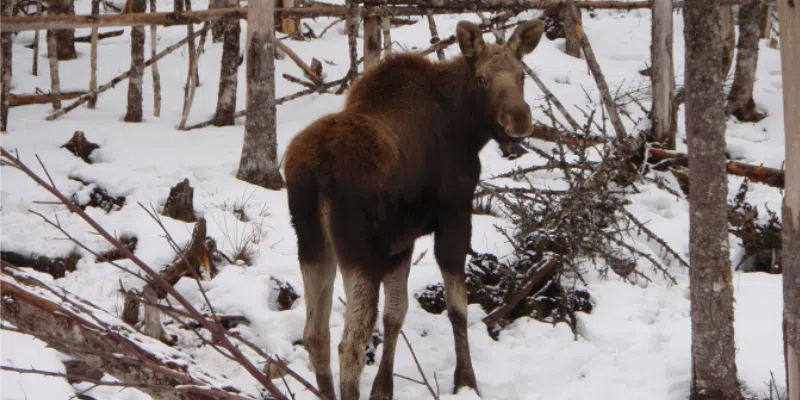 Aerial Moose Survey on Bonavista Peninsula Planned for Coming Weeks