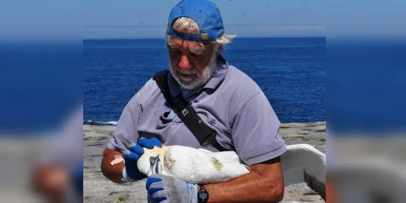 Seabird Colonies Off NL Thriving Despite Threats: MUN Biologist