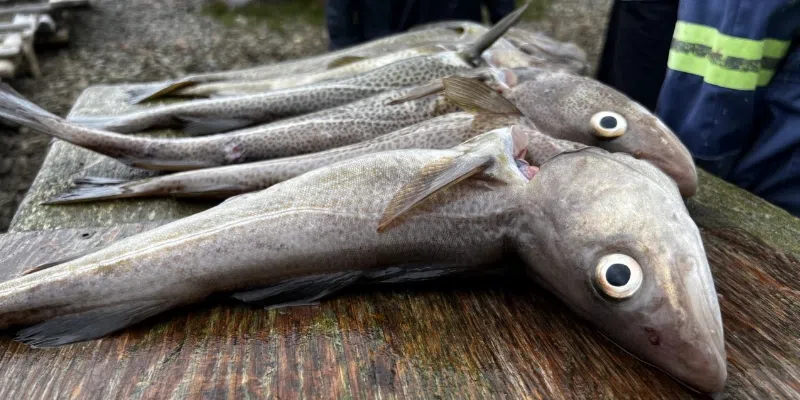 August 22, 2025 - Ottawa has added two more weekends to the recreational food fishery. Do you think that's enough?