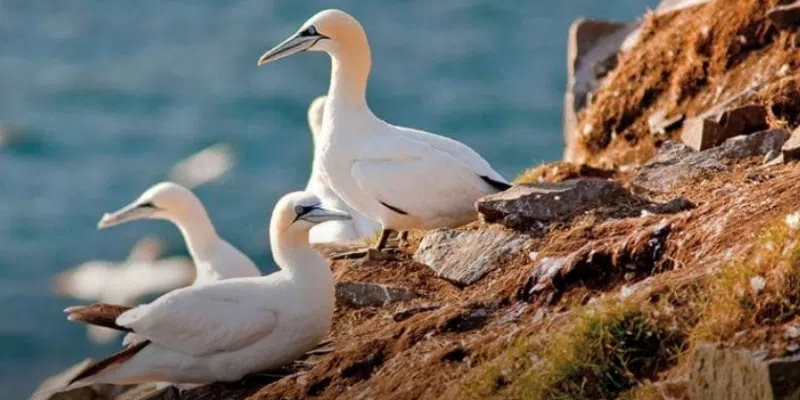 St. John's Hosts Major International Symposium on Avian Influenza