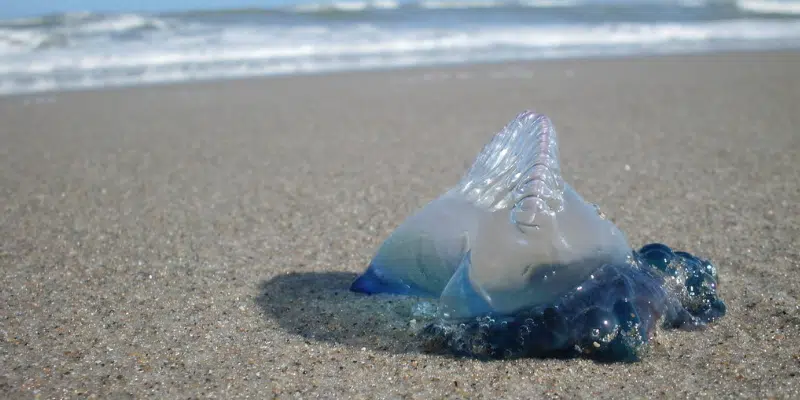Portuguese Man O' War, A Marine Creature with Deadly Tentacles, Spotted on Southern Avalon Beach