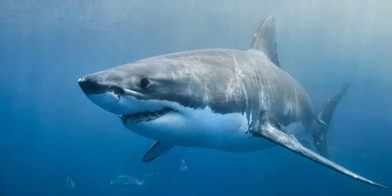 Marine Biologist Provides Tips on Shark Safety