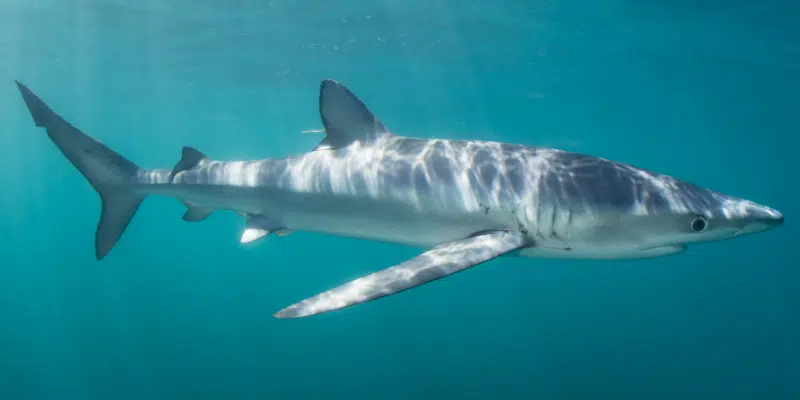 DFO Offering Advice on Shark Encounters as Recreational Food Fishery Opens