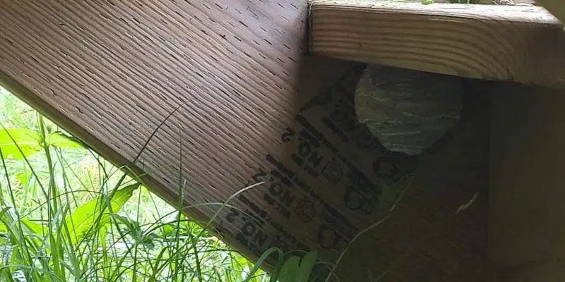 Wasps Become More Prevalent in Late Summer and into Fall, says Entomologist