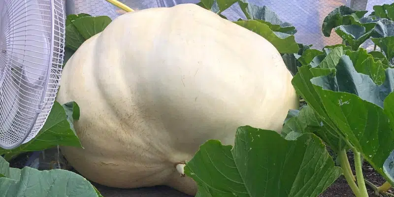 Shoal Harbour Man Names Giant Pumpkin "Gourdzilla"