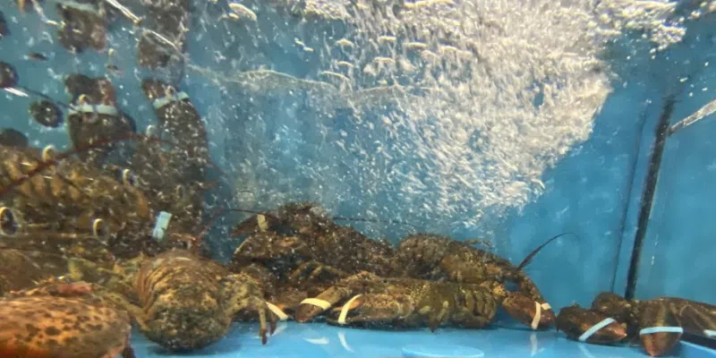 Local Seafood Producer Worried About Impact of U.S. Tariffs on Canadian Goods