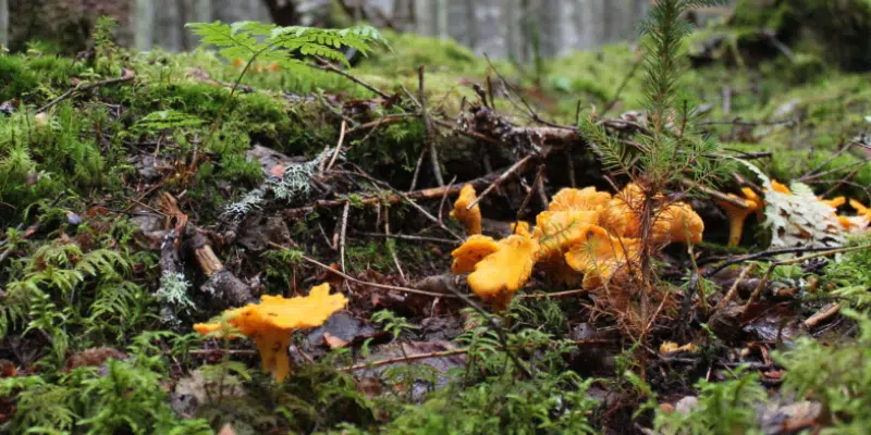 Expert Warns of Risks of Consuming Poisonous Mushrooms as Foraging Surges in Popularity