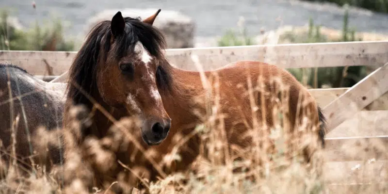 Newfoundland Pony Society Reminding Public Not to Feed Heritage Animals
