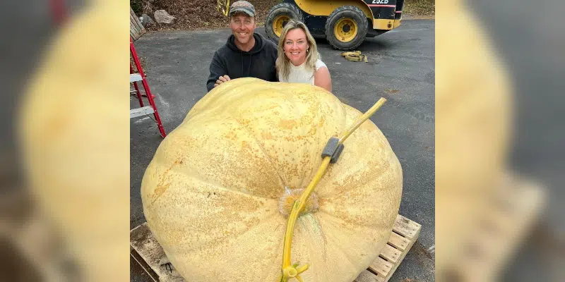 Giant 1,000 Pound Pumpkin, "Gourdzilla", Harvested in Shoal Harbour