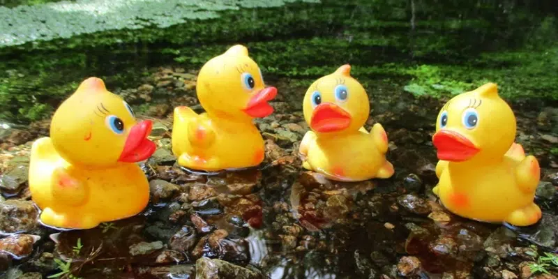 Rennie's River Duck Race Returns