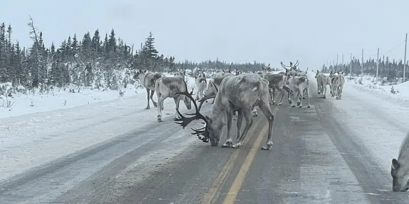 Wildlife Warning Issued for Northern Peninsula Highways