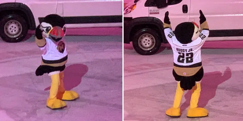 Buddy the Puffin Junior Debut Sparks Emotional Response