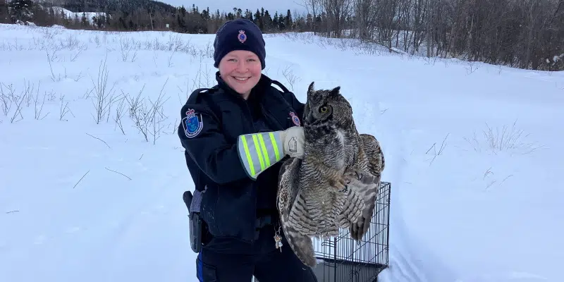RNC Officer Helps Injured Great Horned Owl in Churchill Falls
