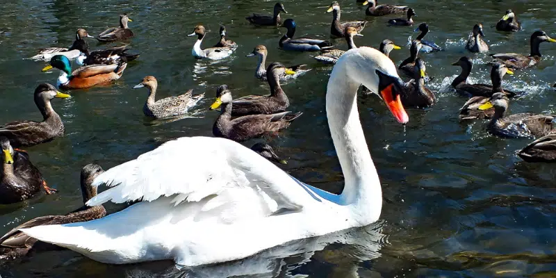 Seabird Biologist Responds to Possible Bowring Park Avian Flu Outbreak in Waterfowl